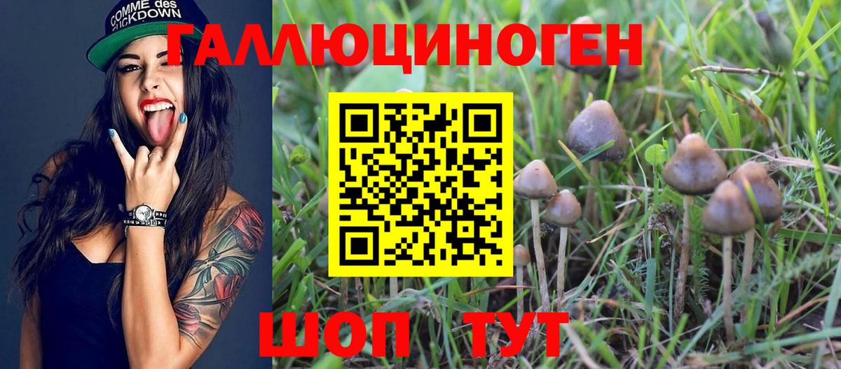 где продают   Галлюциногенные грибы GOLDEN TEACHER  Вход с VPN  Богородск 